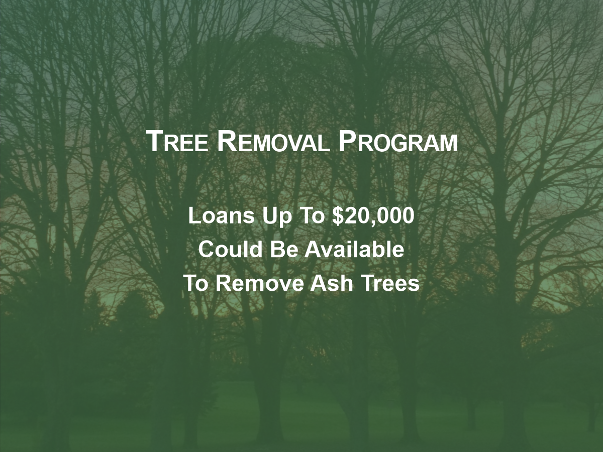 City Might Help Finance Ash Tree Removal By Homeowners