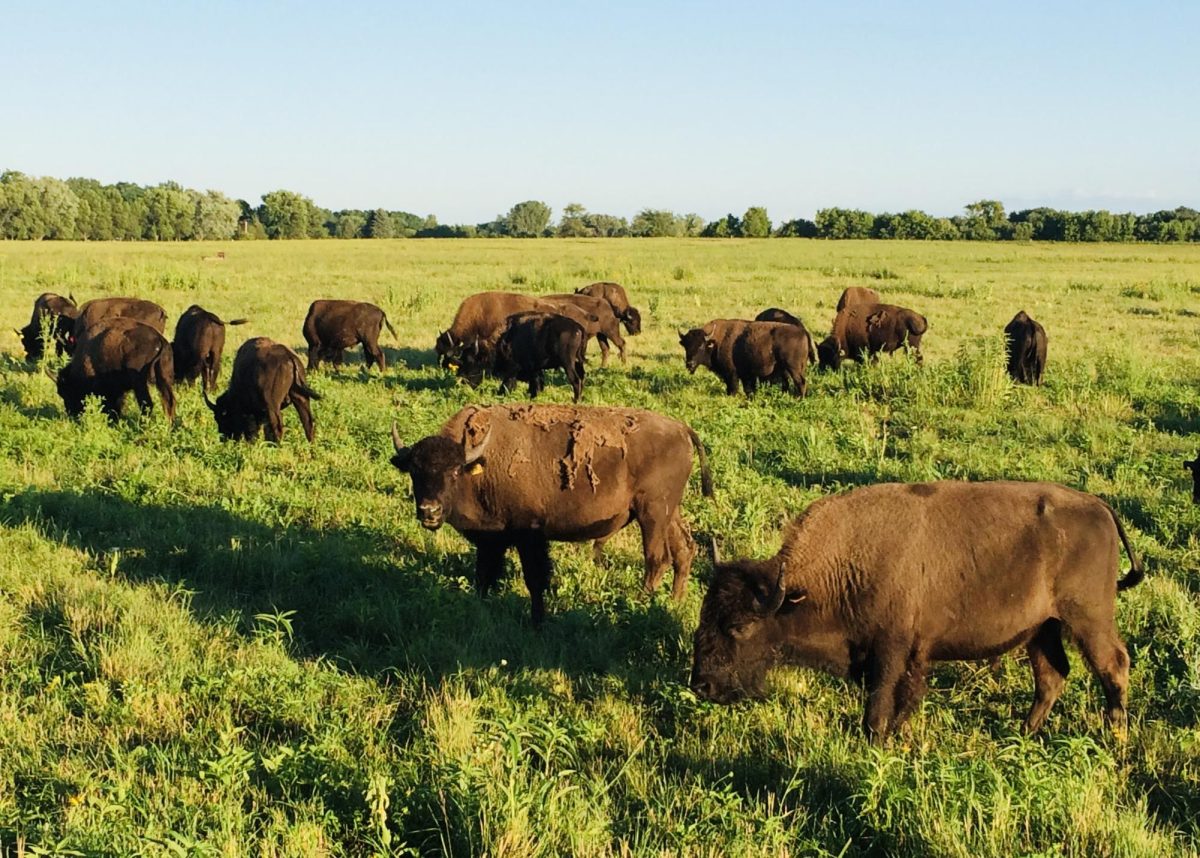 The stars of the show, Northstar bison, spotted on the Belwin prairie. 