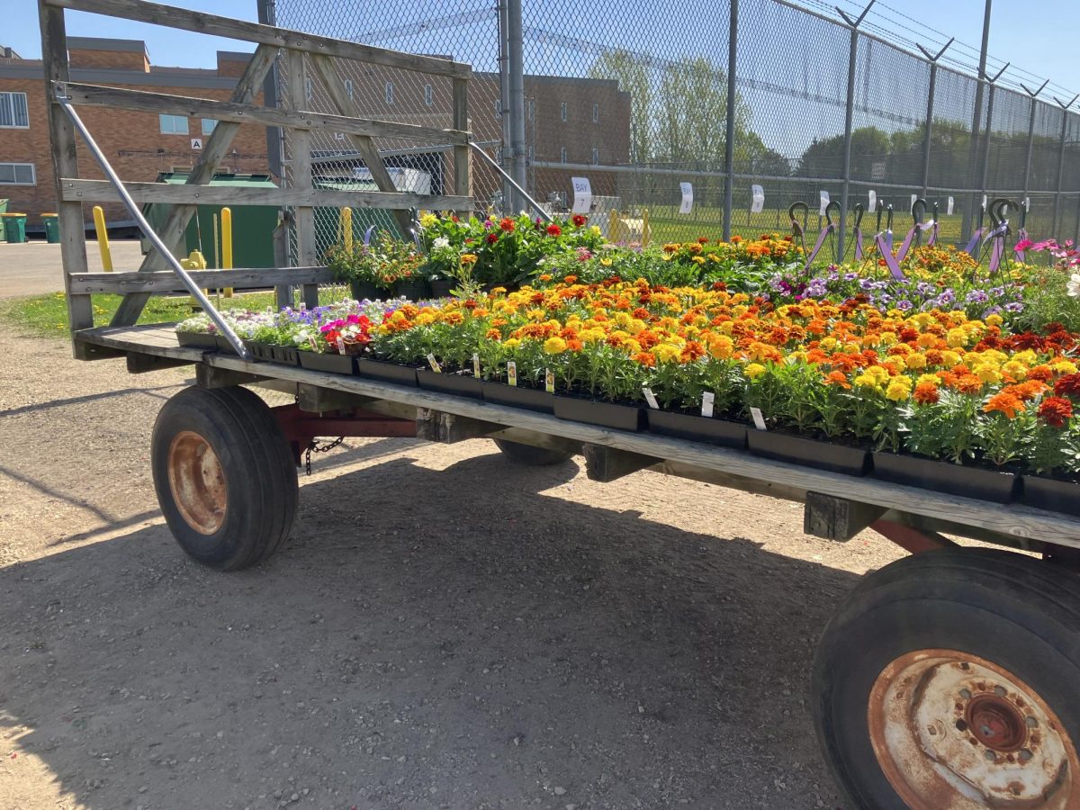 Wagon loads of fresh plants arrive from the greenhouses multiple times daily pulled by the trusty farm tractor.