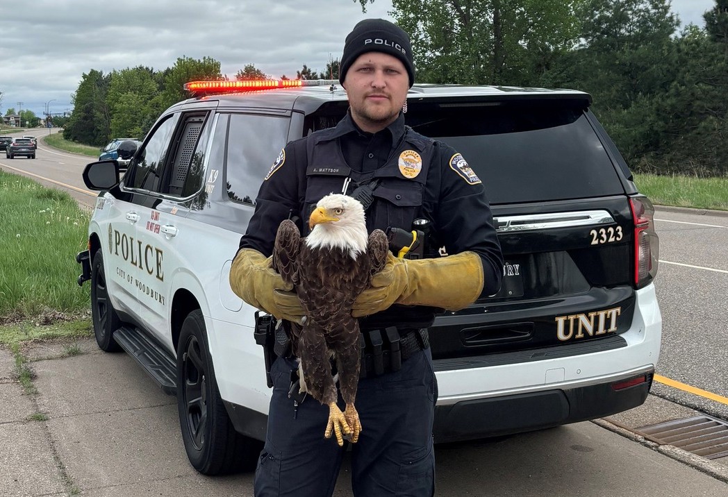 Officer Andrew Mattson of the Woodbury Police Department with the injured eagle. Photo: Woodbury Public Safety Department.
