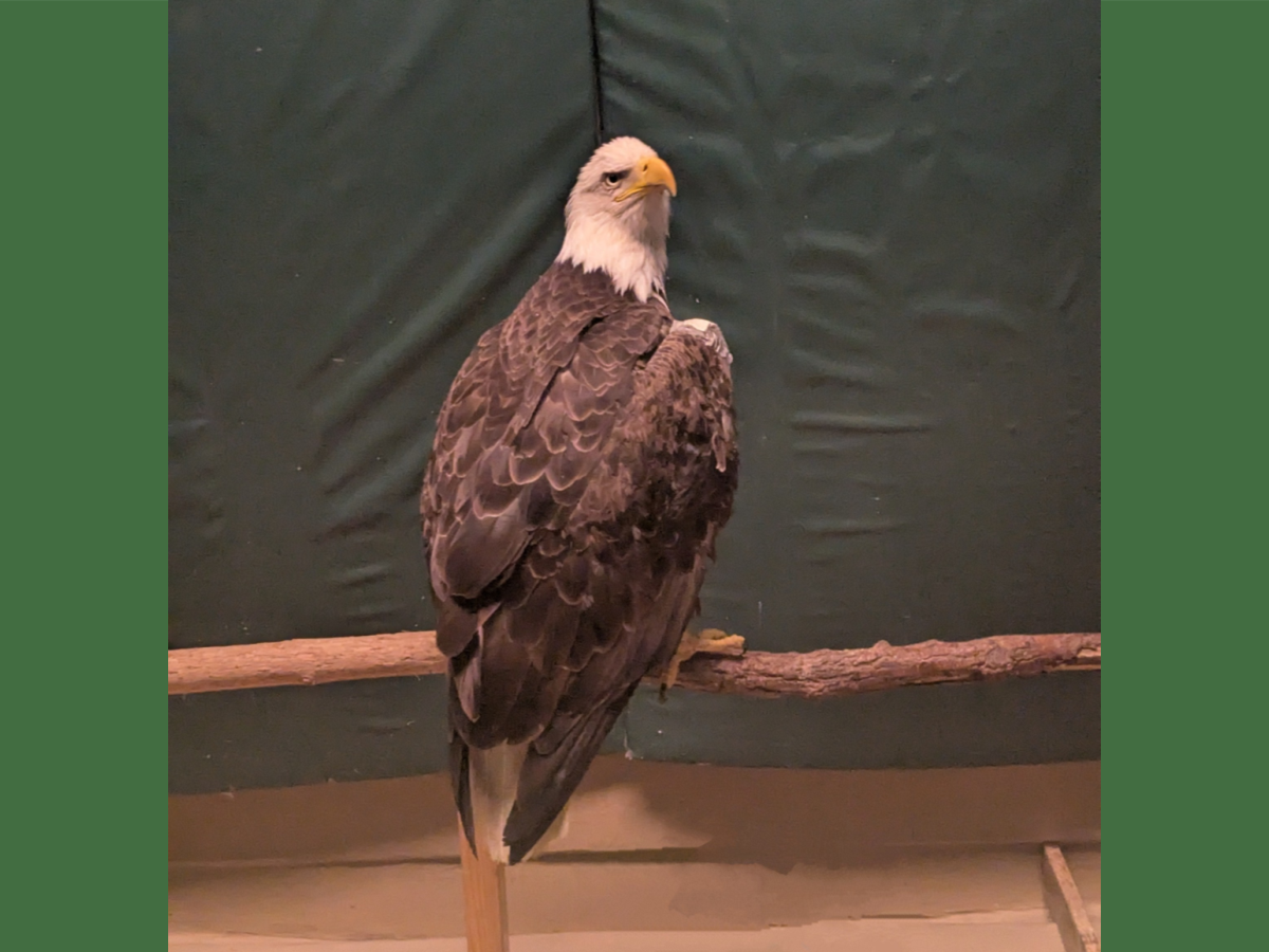 Photo: The Raptor Center