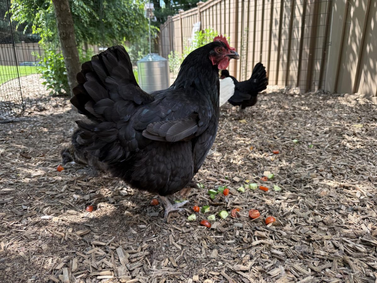 Lauren Wilkinson's chicken, Larry Bird, snacking on leftover vegetables in their free-range coop in Cottage Grove.