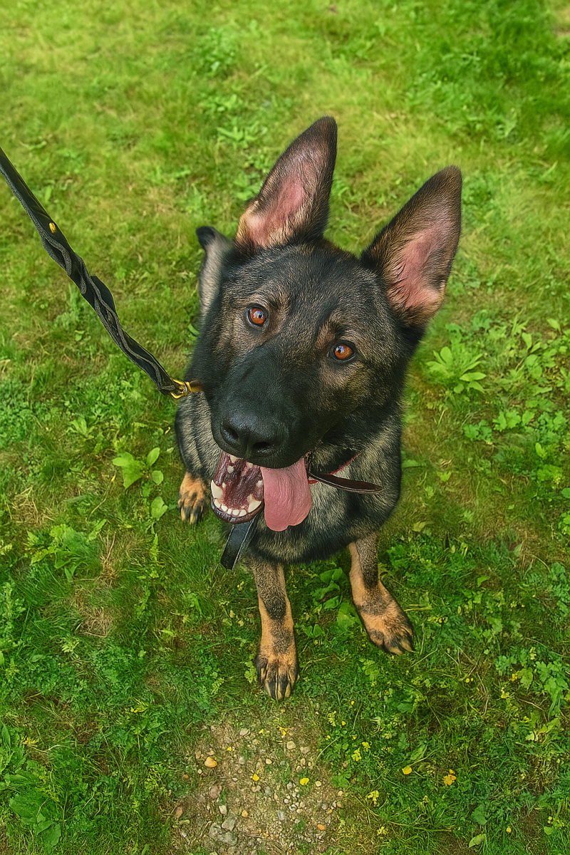 Victor is the new K9 on the Woodbury police force. Photo: Contributed.