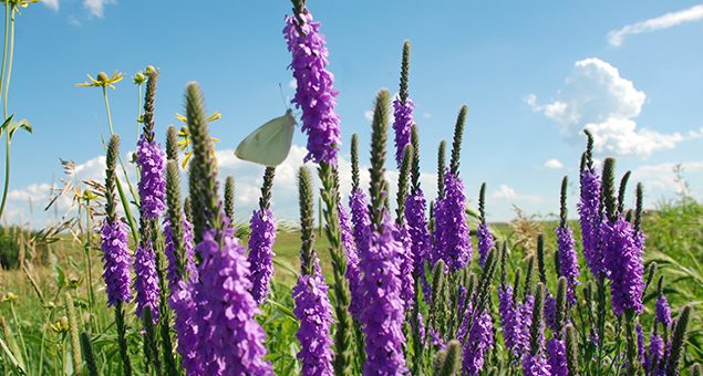 Prairie in bloom. Blue Vervain (Credit/Minnesota Department of Natural Resources)