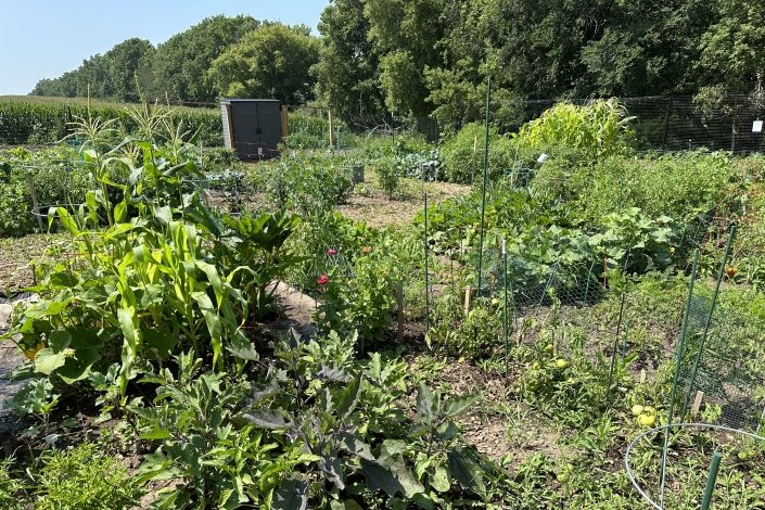 Woodbury Thrives community garden in July, 2023. (Credit/Woodbury Thrives)