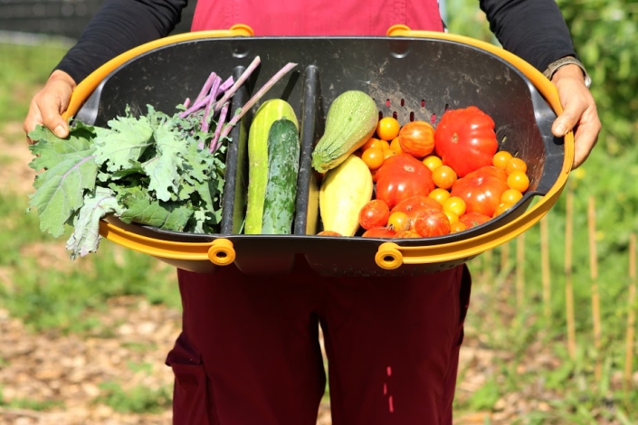 Ying Liang's harvest from 2023 (courtesy of Woodbury Thrives)