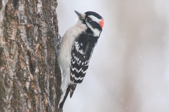 Bird Walk Around Colby Lake (Credit/Wild Birds Unlimited of Woodbury)