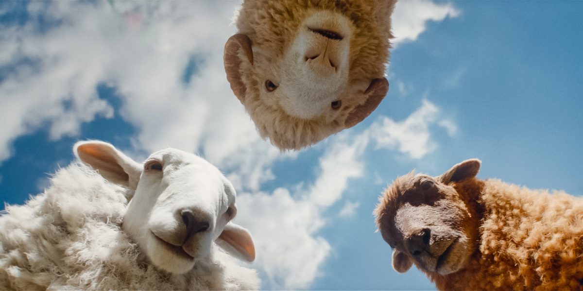 Three sheep stand in a circle, looking down at something on the ground