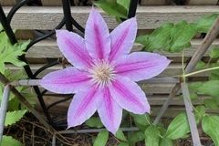Garden Blog: Gardening In Woodbury This Week