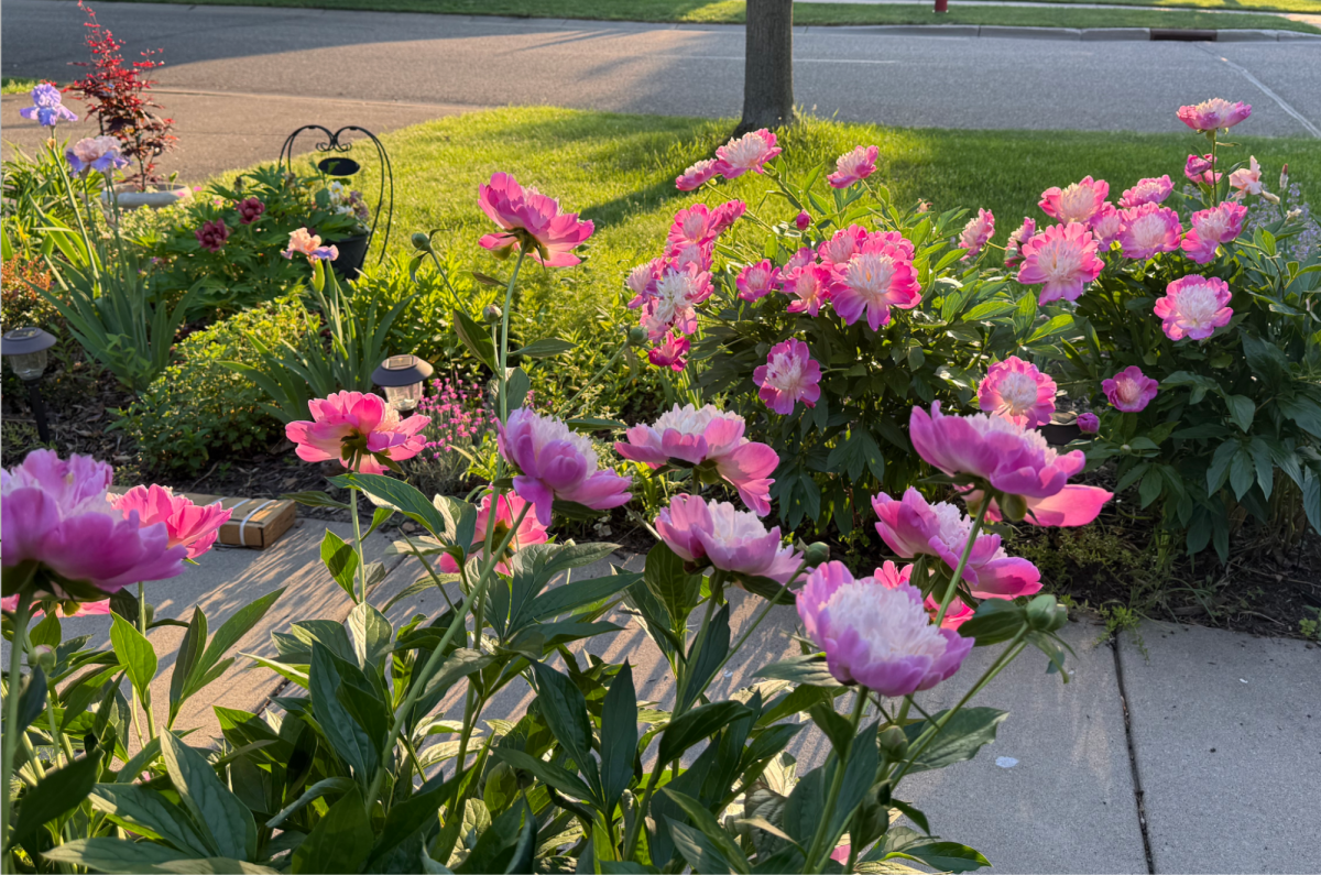 Ying's front yard garden on June 6.