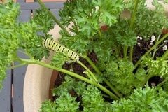 Garden Blog: How To Grow, Harvest and Preserve Herbs in Minnesota