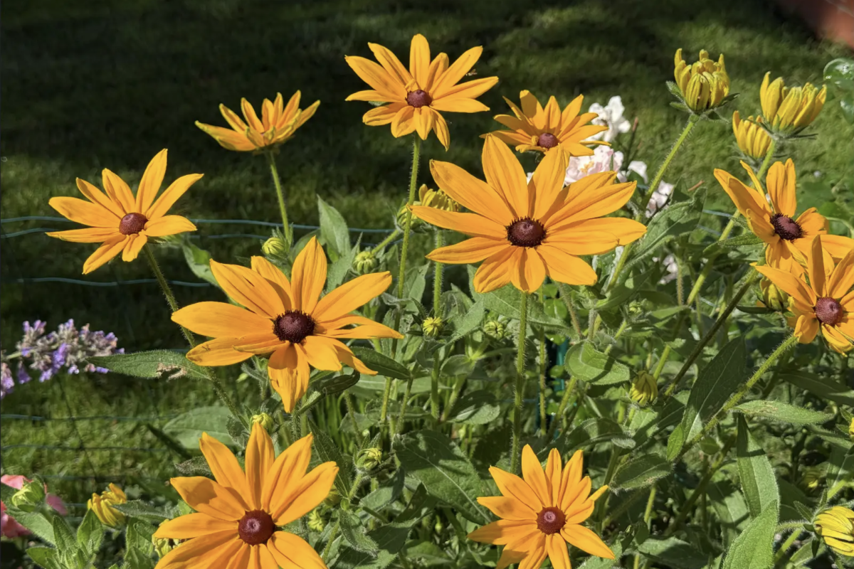 Rudbeckia hirta 'Indian Summer' (Black-Eyed Susan) blooming in Ying's garden taken on July 4, 2026.